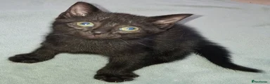 Full Black Male