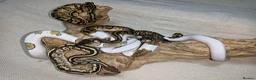 Python Snake reptiles for sale: Ball pythons (8mth). Pied/Firefly/Gene X/Mojave) - Advert 1