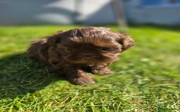 Shih Tzu dogs for sale: Shih Tzu Imperial (Karashishi) - Image 14