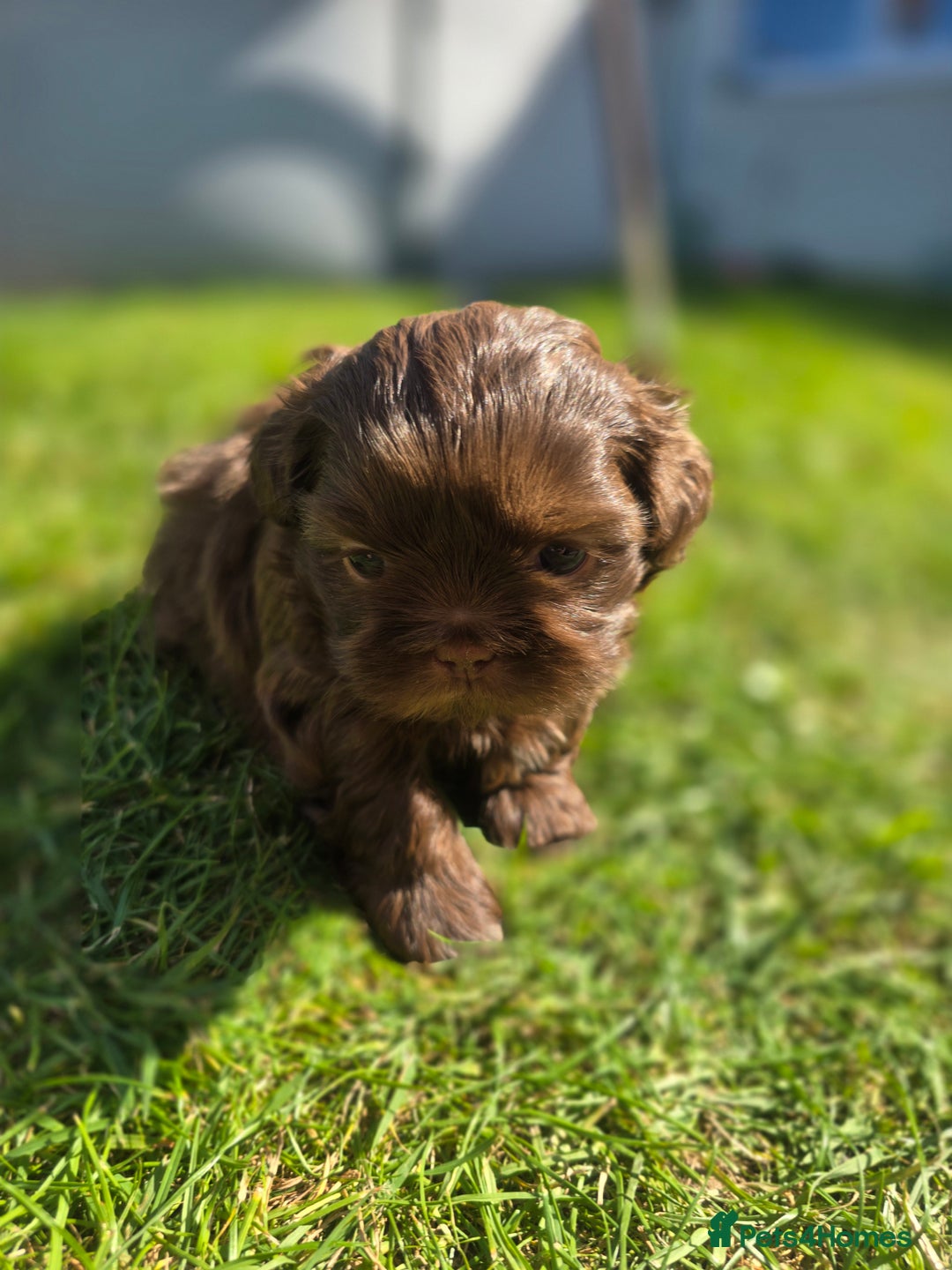 Shih Tzu dogs for sale: Shih Tzu Imperial (Karashishi) - Image 14