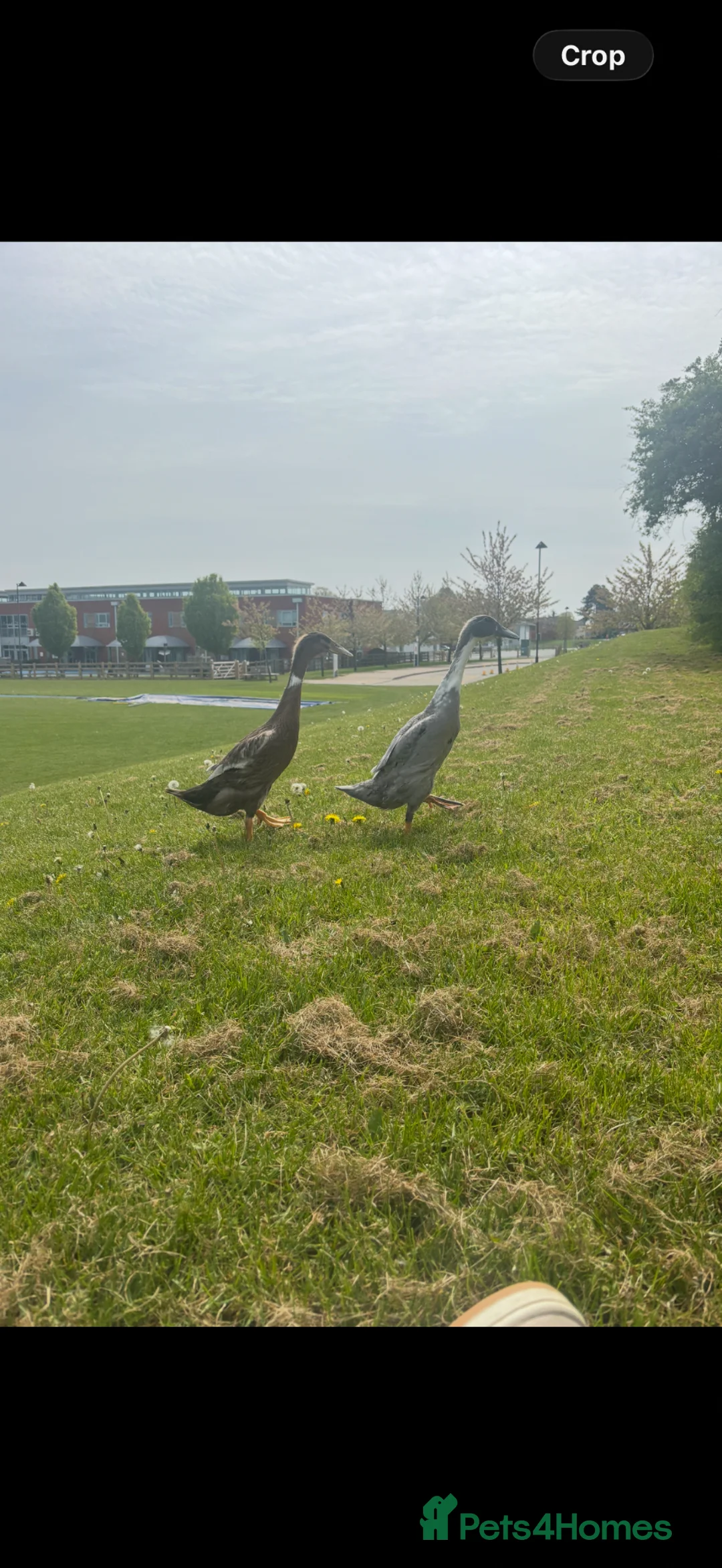 Mixed Breed birds for sale: Indian runner ducks in Leicester - Advert 1