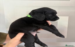 Cockerdor dogs for sale: Cockador puppies  - Image 6