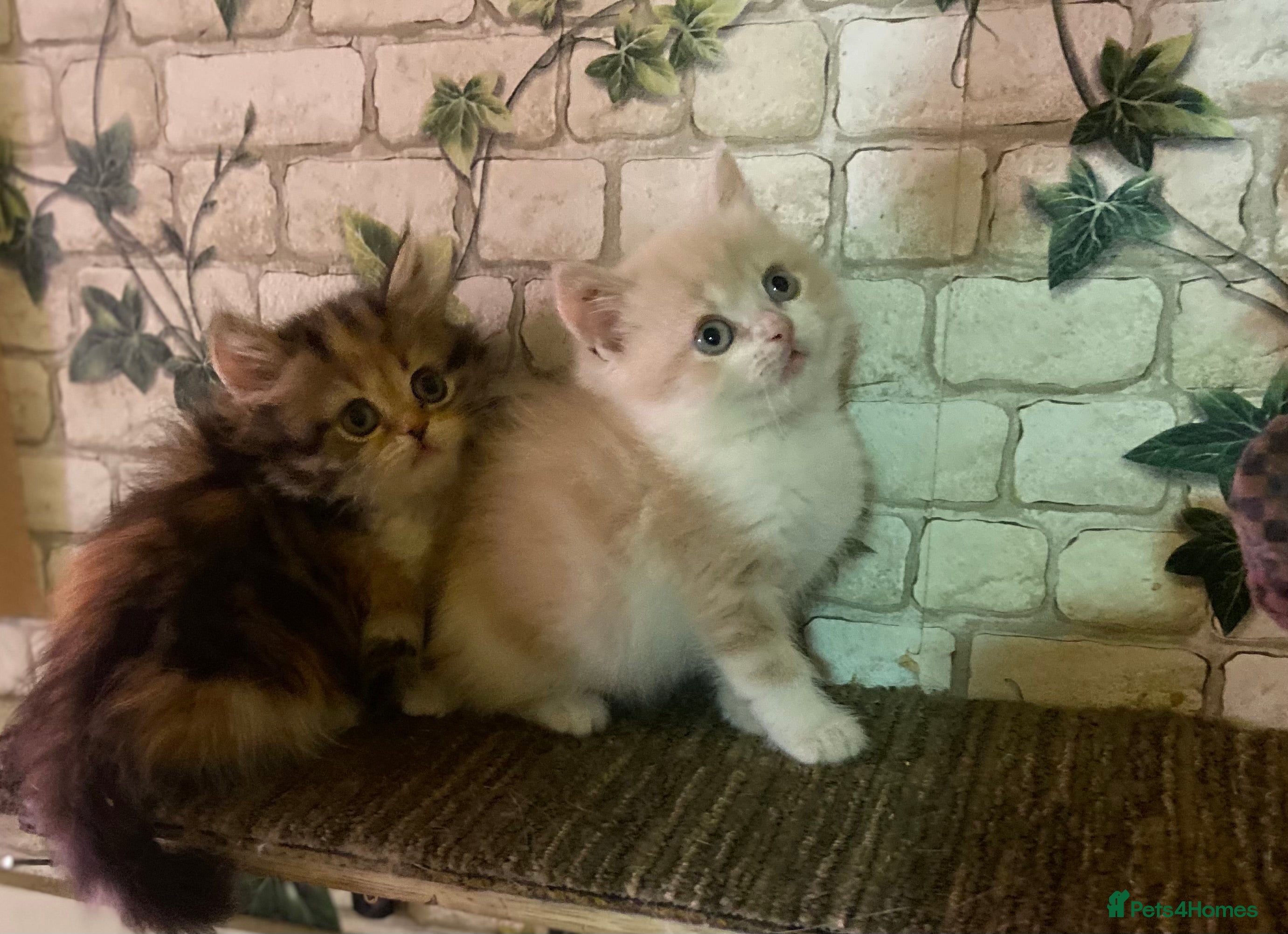 Munchkin cats Full Pedigree Munchkin Kittens - Advert 1