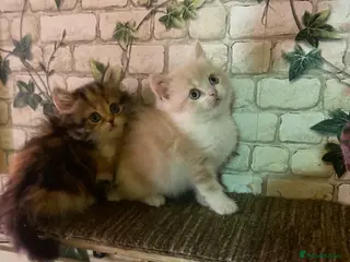 Munchkin cats Full Pedigree Munchkin Kittens - Advert 1