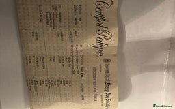 Border Collie dogs for stud: Stunning red working collie health tested proven in Dunblane - Image 3