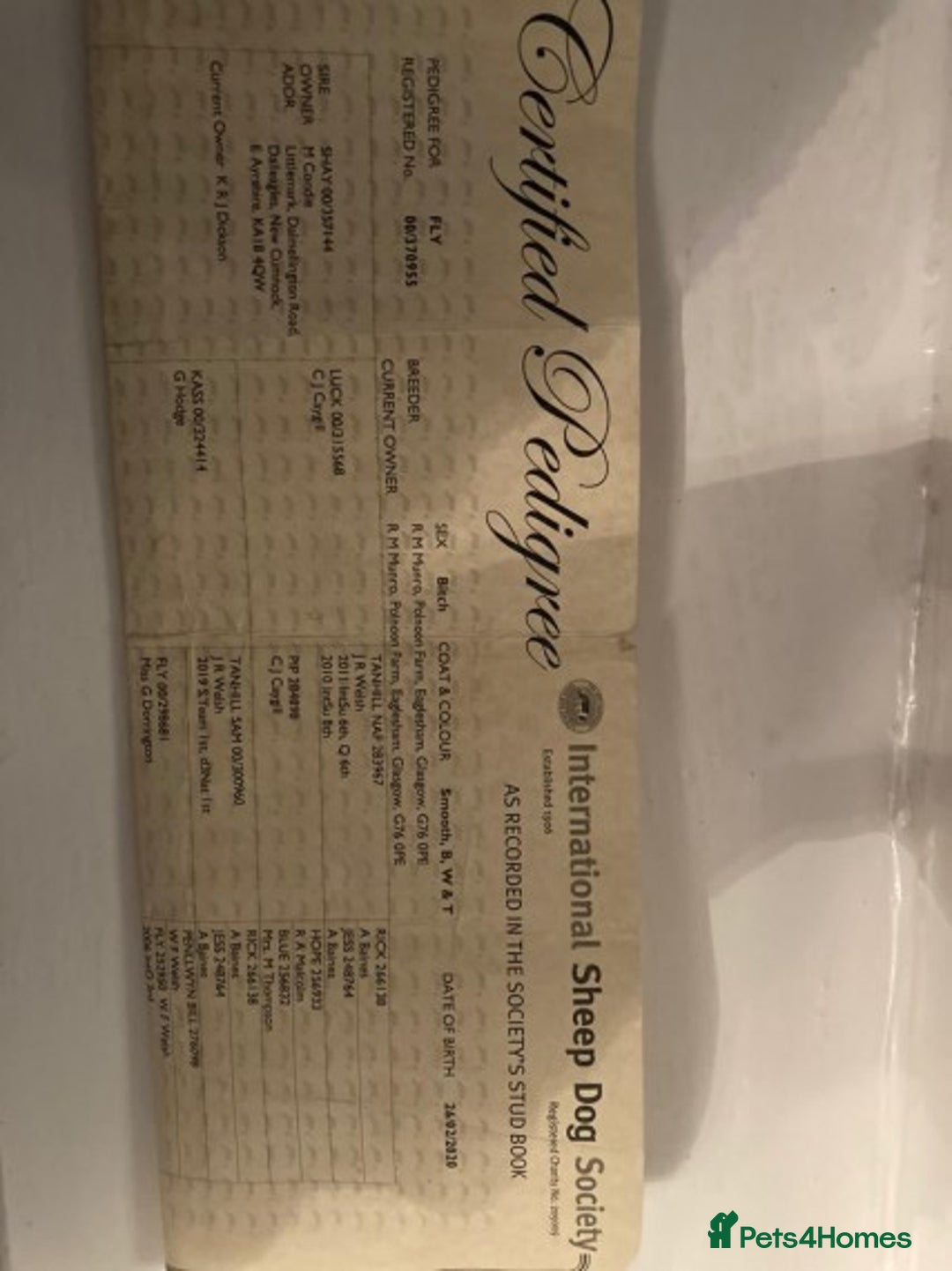 Border Collie dogs for stud: Stunning red working collie health tested proven in Dunblane - Image 3