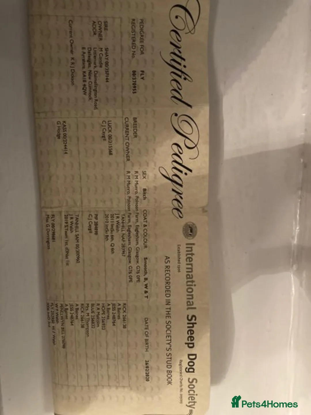 Border Collie dogs for stud: Stunning red working collie health tested proven in Dunblane - Advert 3