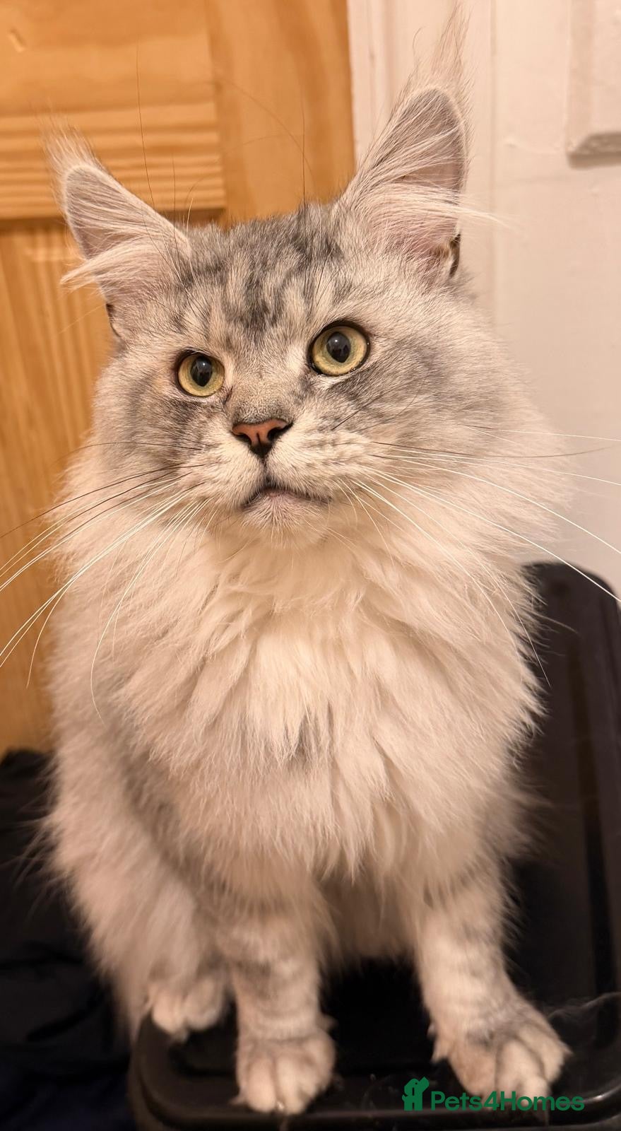 Maine Coon cats Stunning Silver Tabby Maine - Advert 1