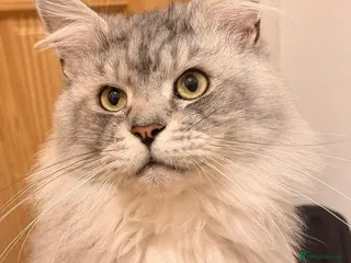 Maine Coon cats Stunning Silver Tabby Maine - Advert 1