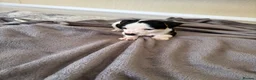 Jack Russell dogs for sale: Jack Russel Puppys - Advert 4