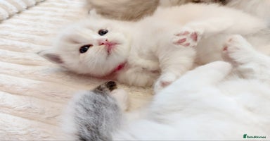 Ragdoll cats Beautiful Ragdoll  kittens raised with ❤️ - Advert 6