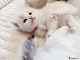 Ragdoll cats Beautiful Ragdoll kittens raised with ❤️ - Advert 6