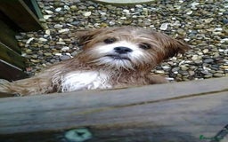 Lhasa Apso dogs for sale: 3rd generation Lhasa poo puppies  - Image 15