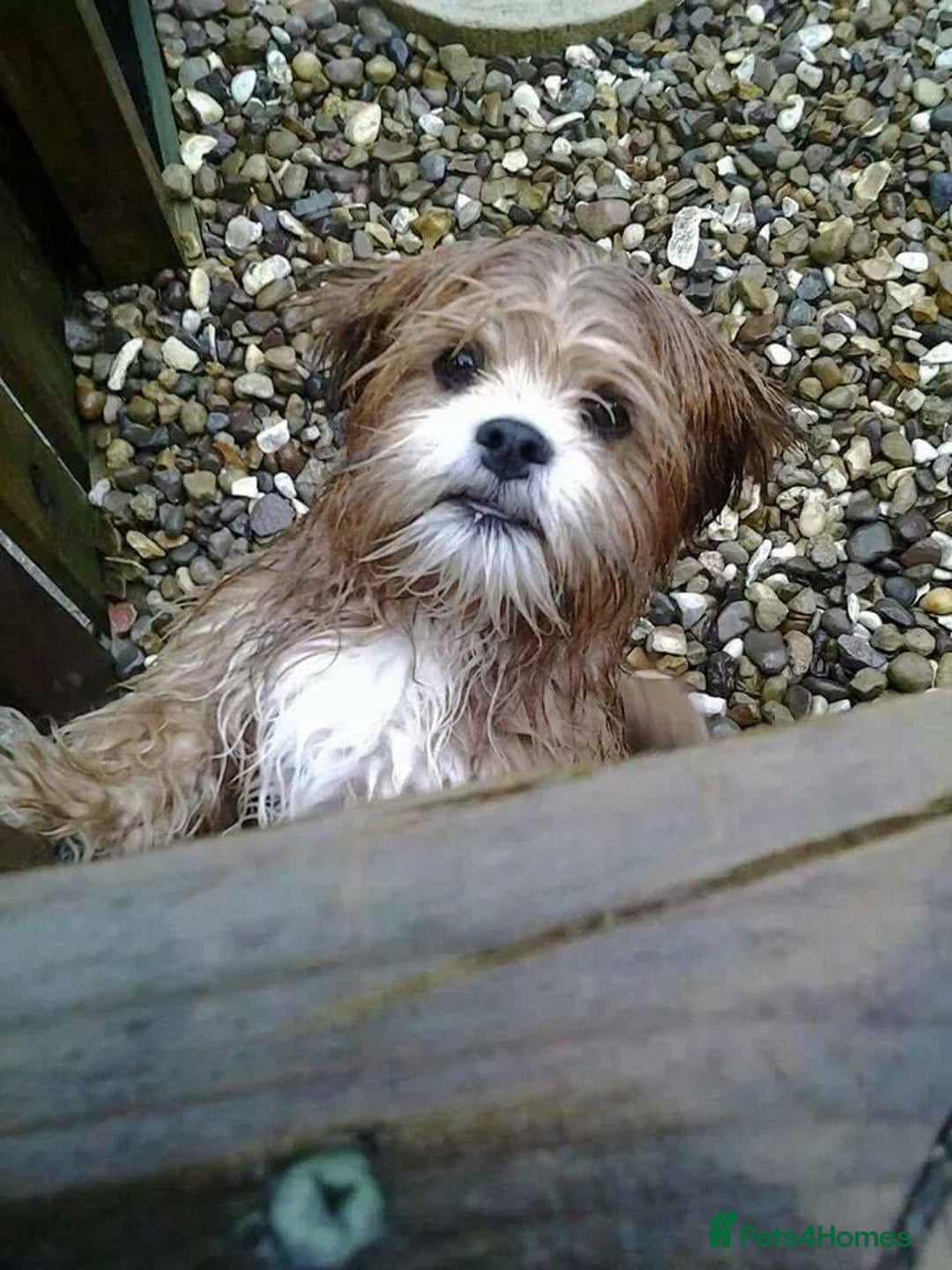 Lhasa Apso dogs for sale: 3rd generation Lhasa poo puppies  - Image 15