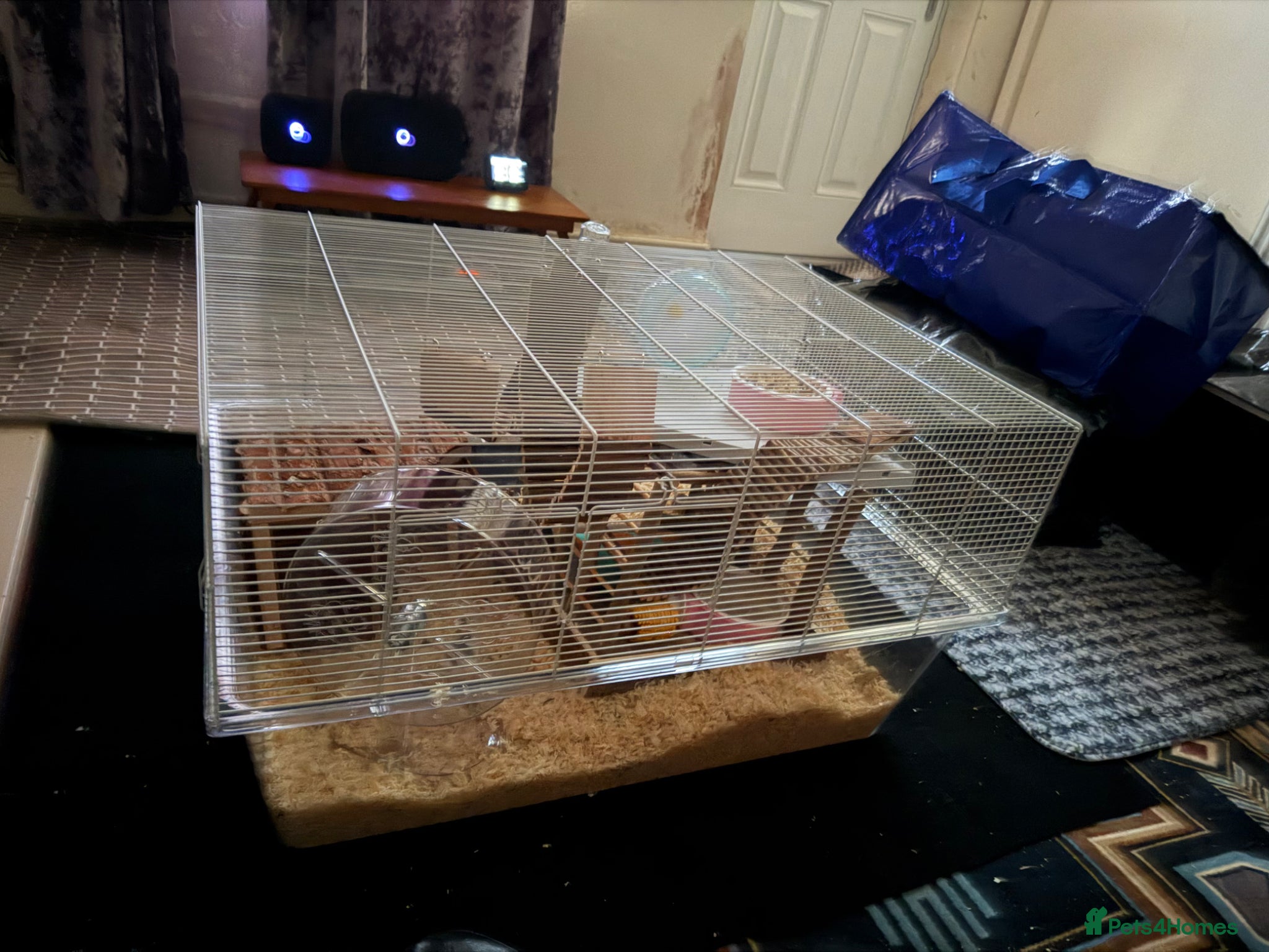 Hamster rodents Russian Dwarf Male Hamster and cage and bedding - Advert 2