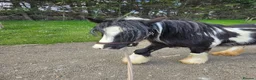 Irish Cob horses for sale: Beautiful coblet mare in Ramsgate - Advert 2