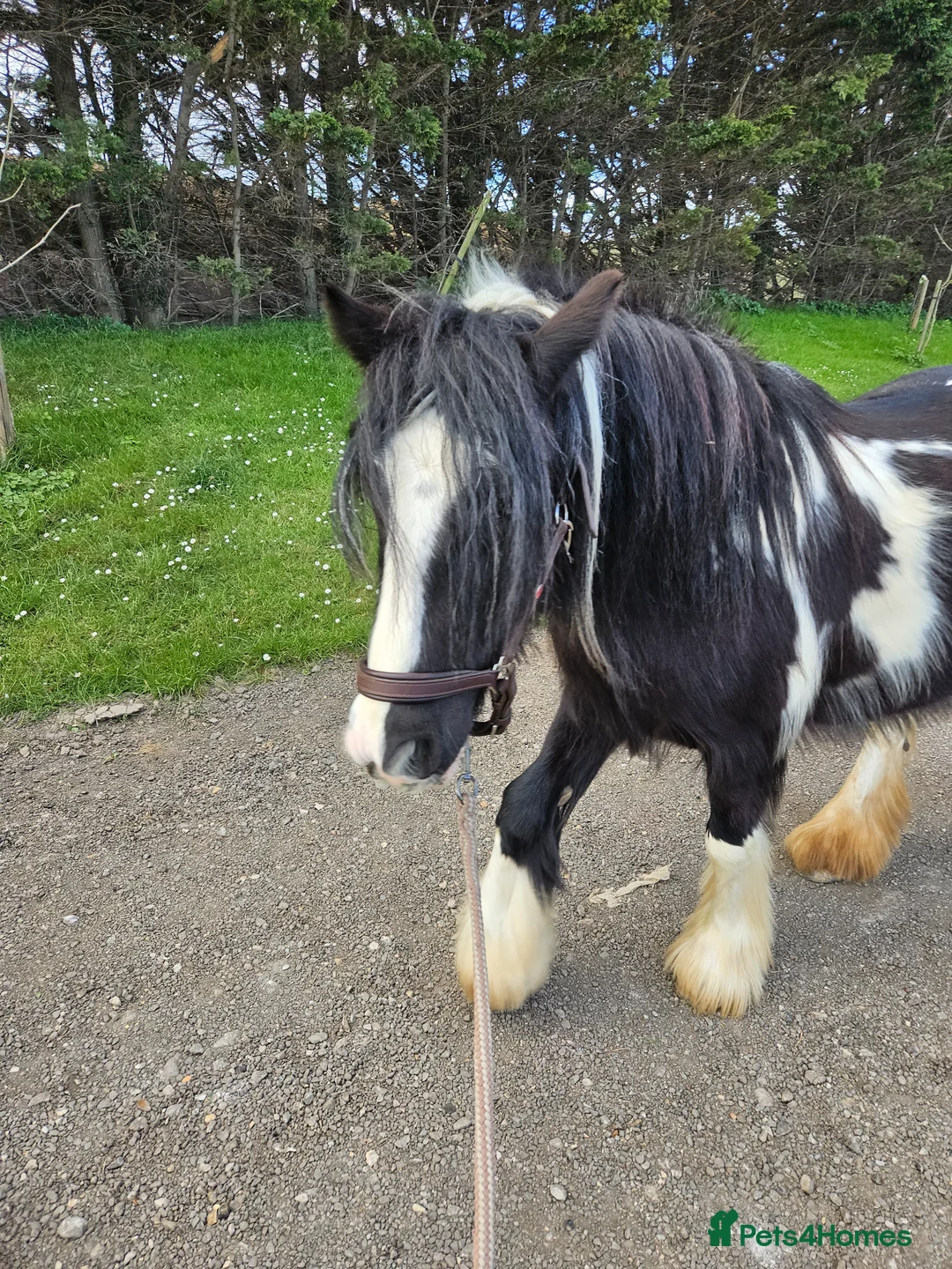 Irish Cob horses for sale: Beautiful coblet mare in Ramsgate - Advert 2