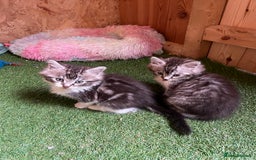 Maine Coon cats for sale: Maine coon kittens  - Image 40