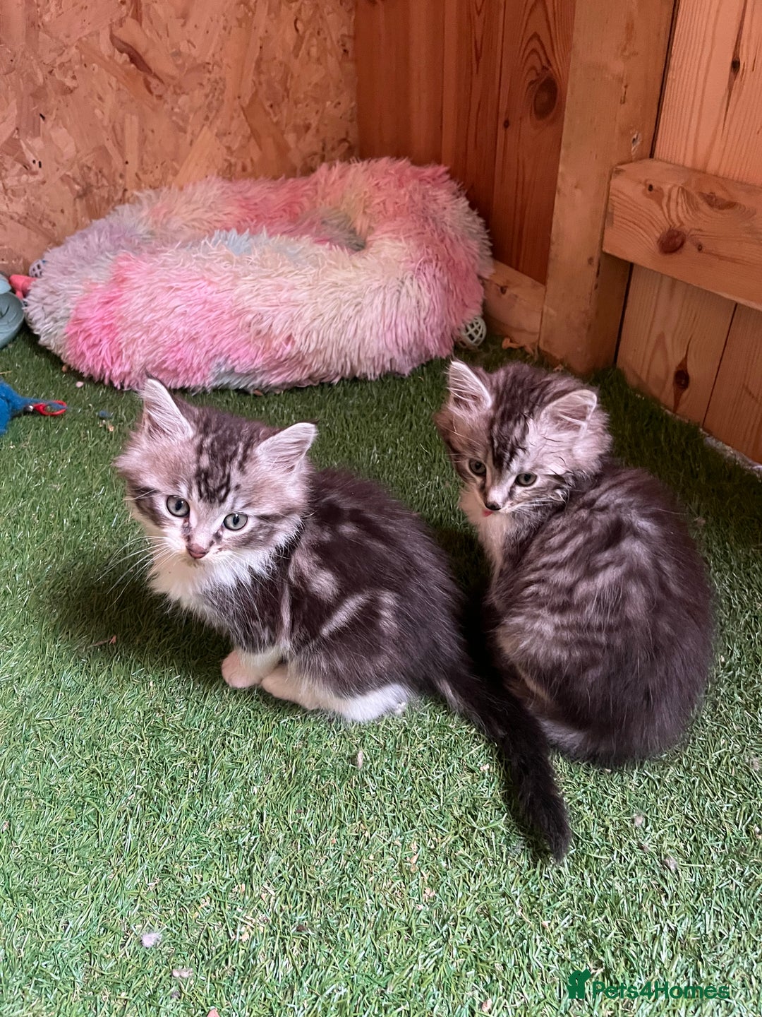 Maine Coon cats for sale: Maine coon kittens  - Image 40