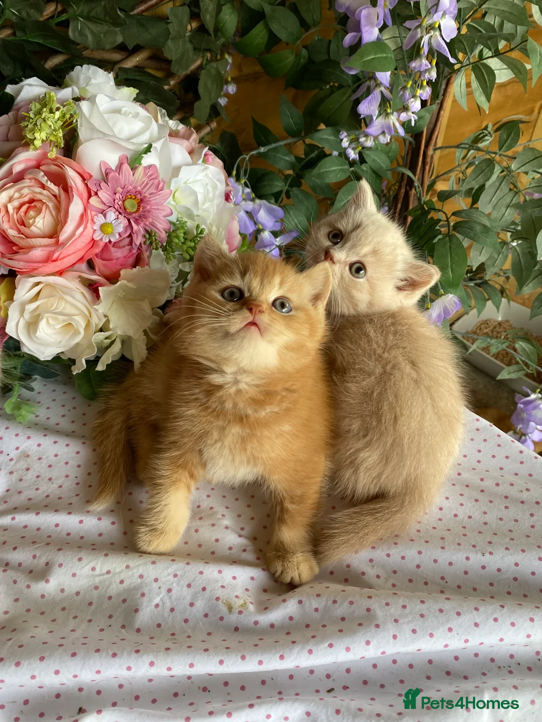 British Longhair cats for sale: British long and shorthair kittens  - Advert 27