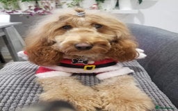 Cockapoo dogs for sale: Gorgeous F2 Cockapoo Puppies Available  - Image 10