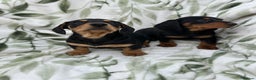 Dachshund dogs for sale: 2 Beautiful dachshunds left!!! - Advert 9