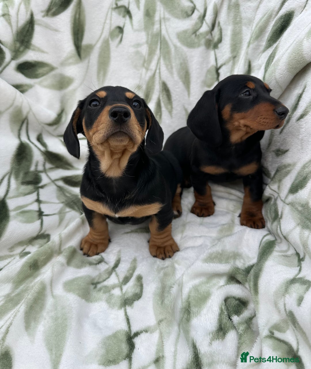 Dachshund dogs for sale: 2 Beautiful dachshunds left!!! - Advert 9