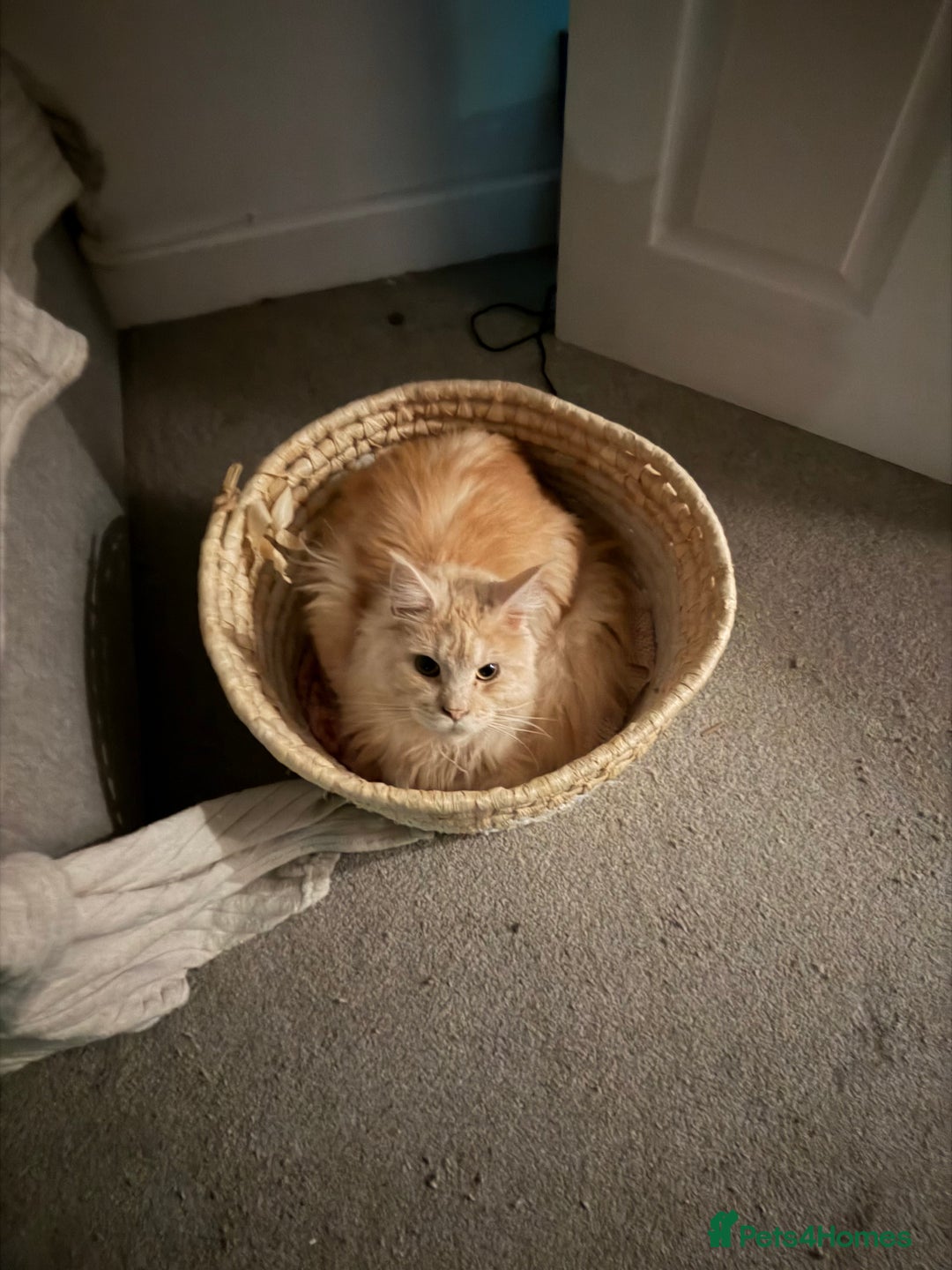 Maine Coon cats for sale: 2.5 year old male Maine Coon for sale - Advert 5