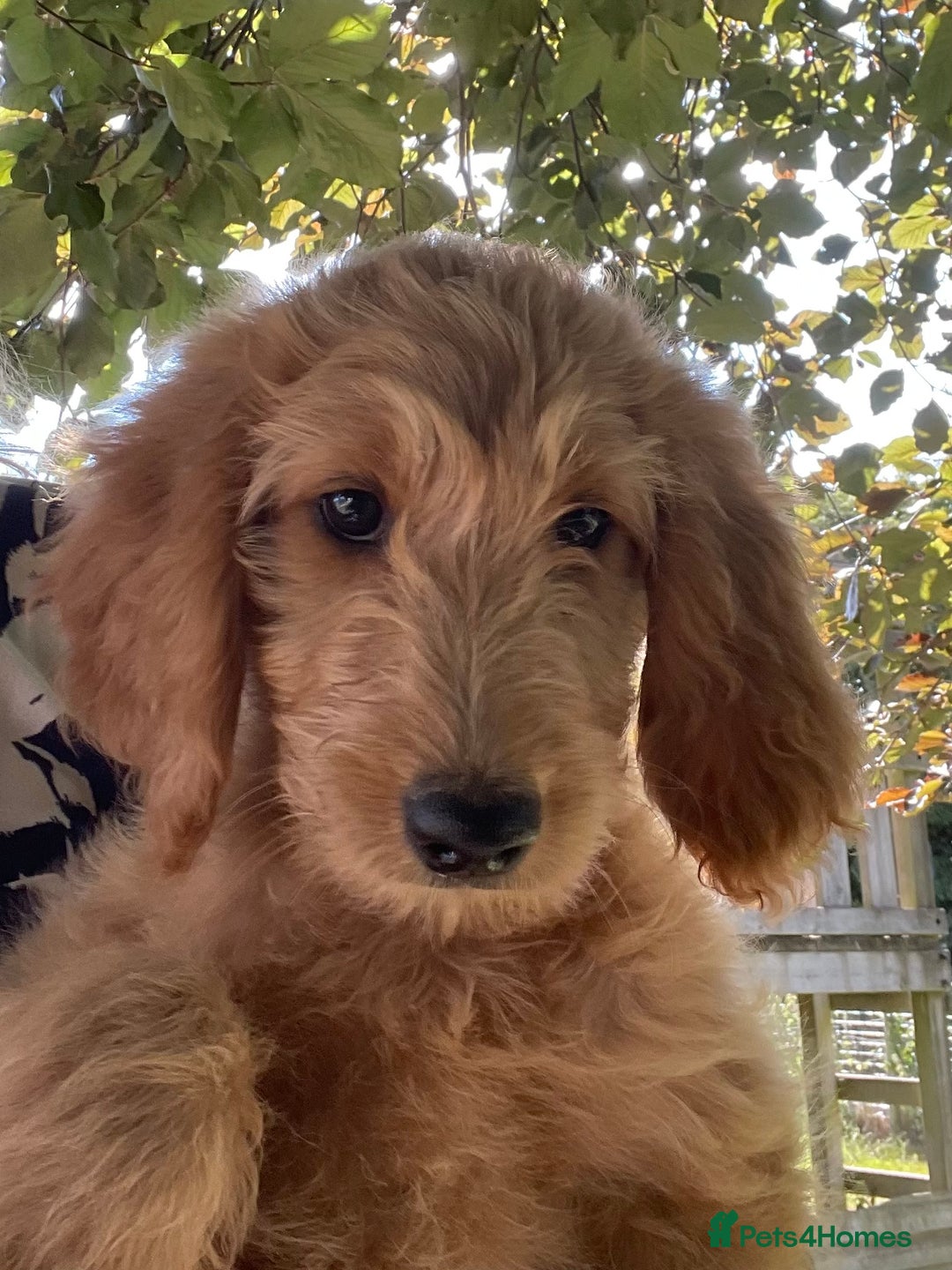 Goldendoodle dogs for sale: Beautiful standard golden doodles F1stunning pups  in Wooburn Green - Image 3