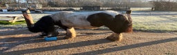 Irish Cob horses for sale: Duchess  - Advert 5