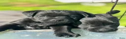 Patterdale Terrier dogs for sale: Gorgeous patterdale pups for sale - Advert 5