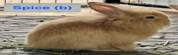 Lionhead rabbits for sale: Double Maned Lionheads Babies - Advert 19