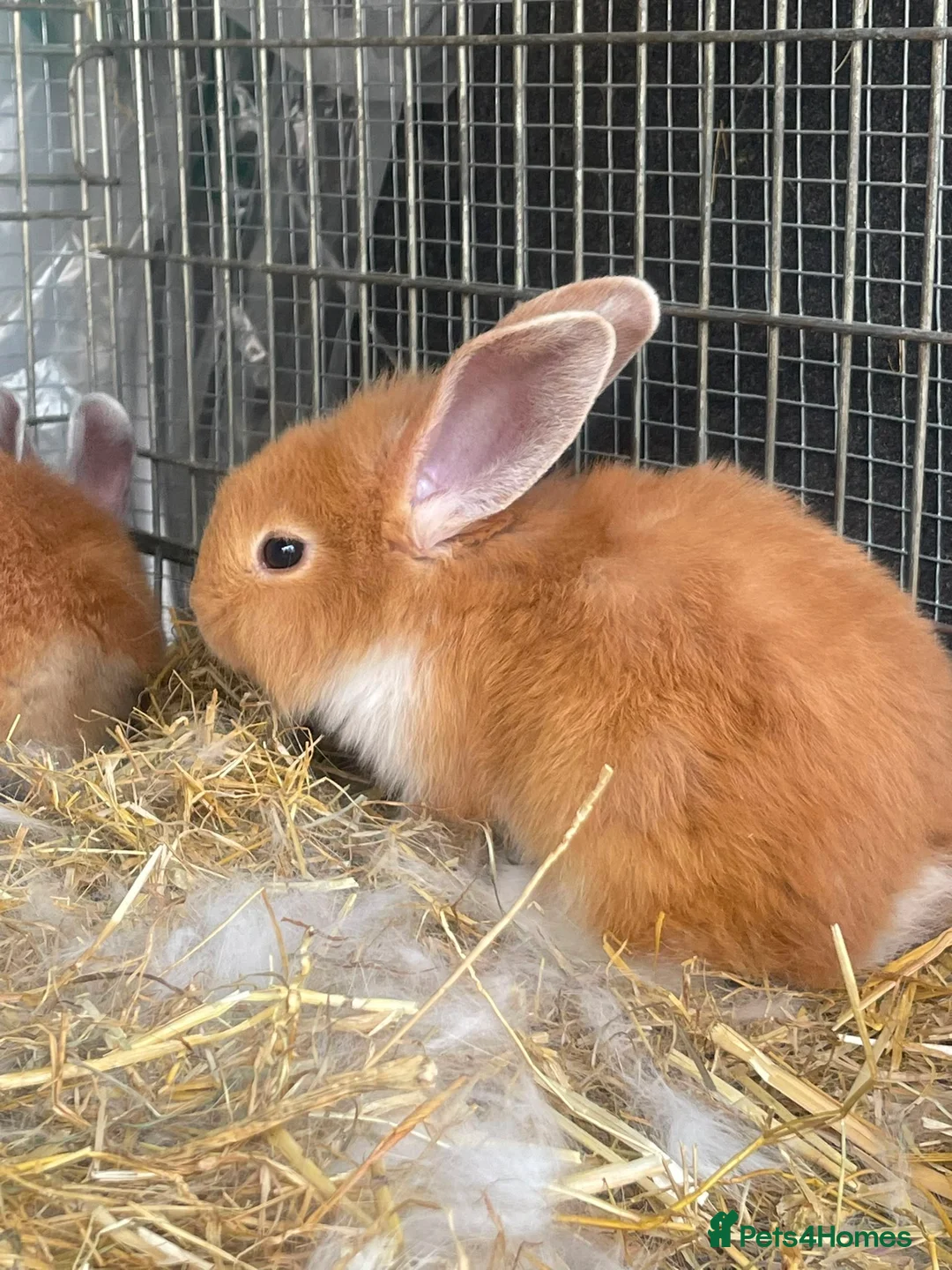 Lionhead rabbits for sale: 8 adorable Lion head baby rabbits - Advert 5
