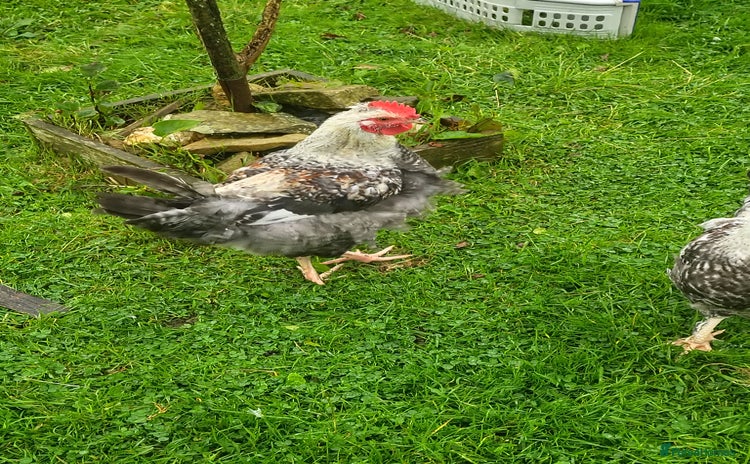 Chickens poultry - Advert 3