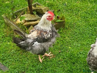 Chickens poultry - Advert 9