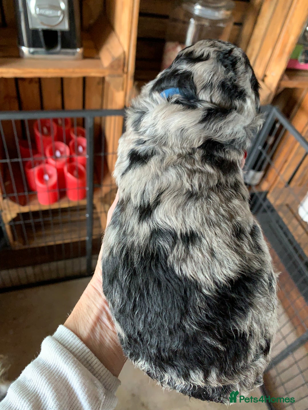Bernedoodle dogs for sale: Standard Bernedoodle Blue Merle, Black White. - Image 35