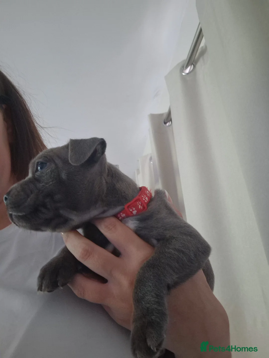 Staffordshire Bull Terrier dogs for sale: Blue Staffordshire bull terrier puppies - Advert 2