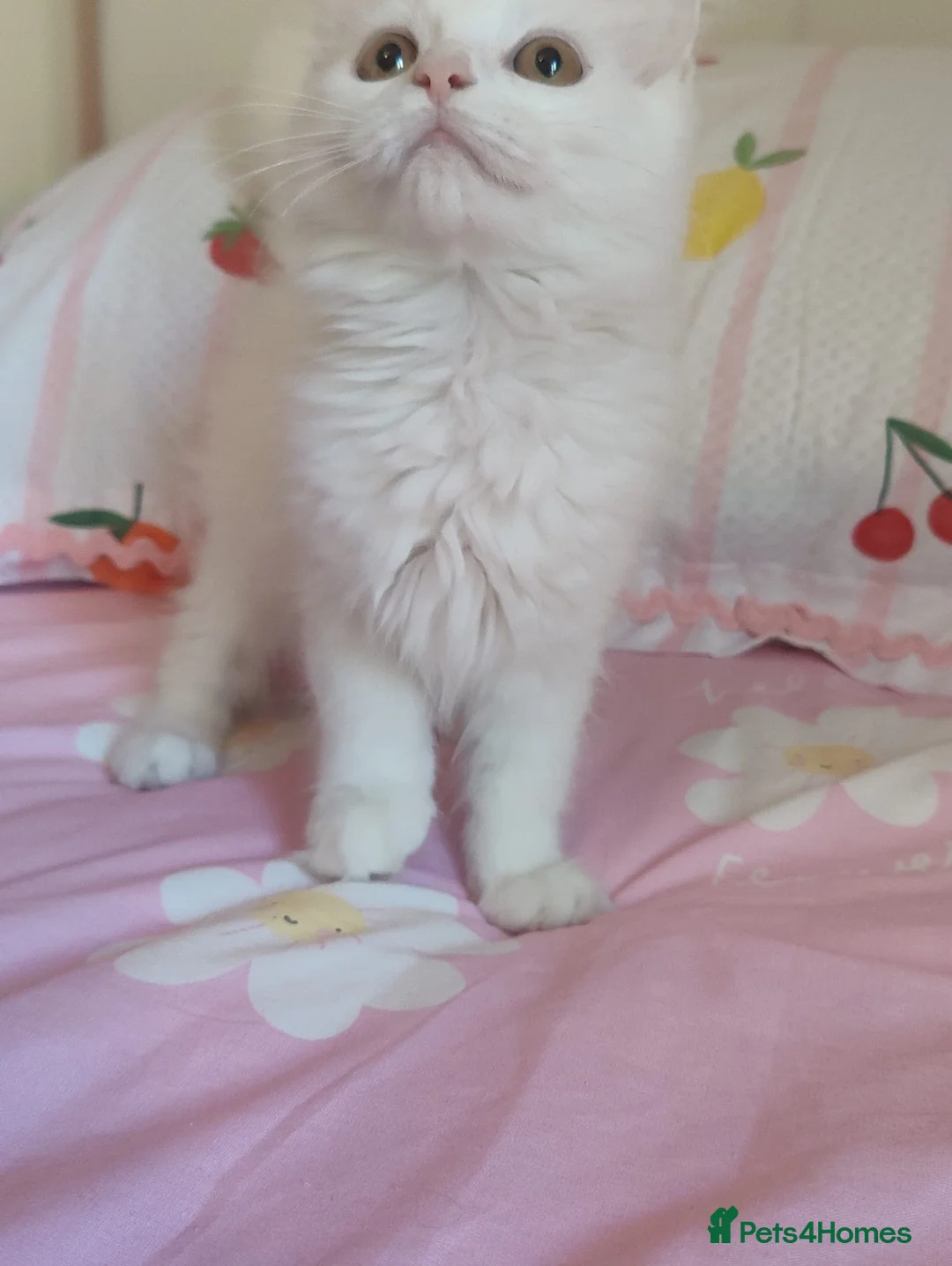Mixed Breed cats for sale:  Persian kittens for sale  - Advert 2
