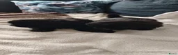 Shih Tzu dogs for sale: Shiz tzu pups - Advert 22