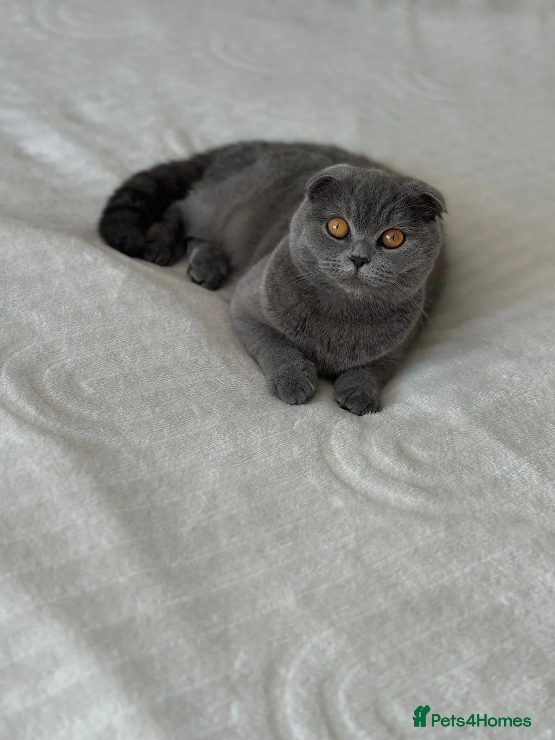 Scottish Fold cats for sale: Last 2 Scotish Straight kitten available  in Reading - Advert 2