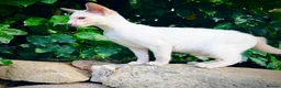 Siamese cats for sale: Stunning GCCF Siamese & Oriental Kittens - Advert 12