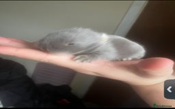 Mini Lion Lop rabbits for sale: mini lion lops - Image 3