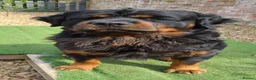 Rottweiler dogs for sale: Long Haired Fluffy Rottie Pups. Full Health Tested - Advert 10