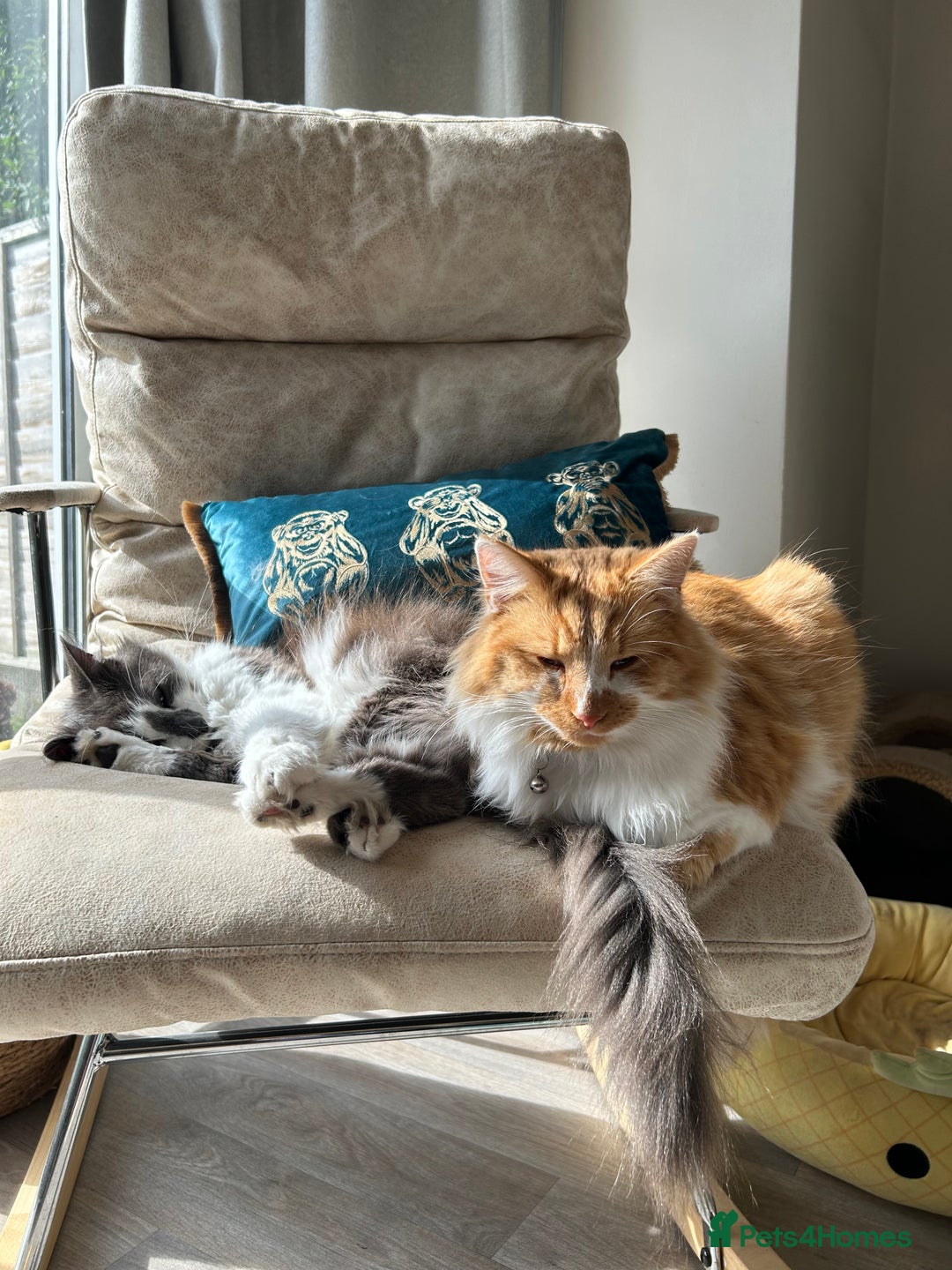 Mixed Breed cats for sale: Reluctant Home- 2 Male cats - Advert 6