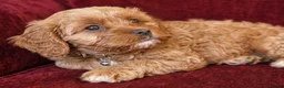 Cavapoo dogs for sale: Cavapoo Puppies looking for their forever homes - Advert 5
