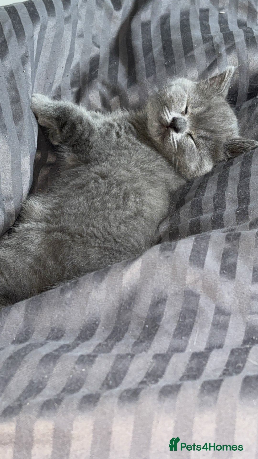 British Shorthair cats for sale: Pure breed British shorthairs  - Image 8