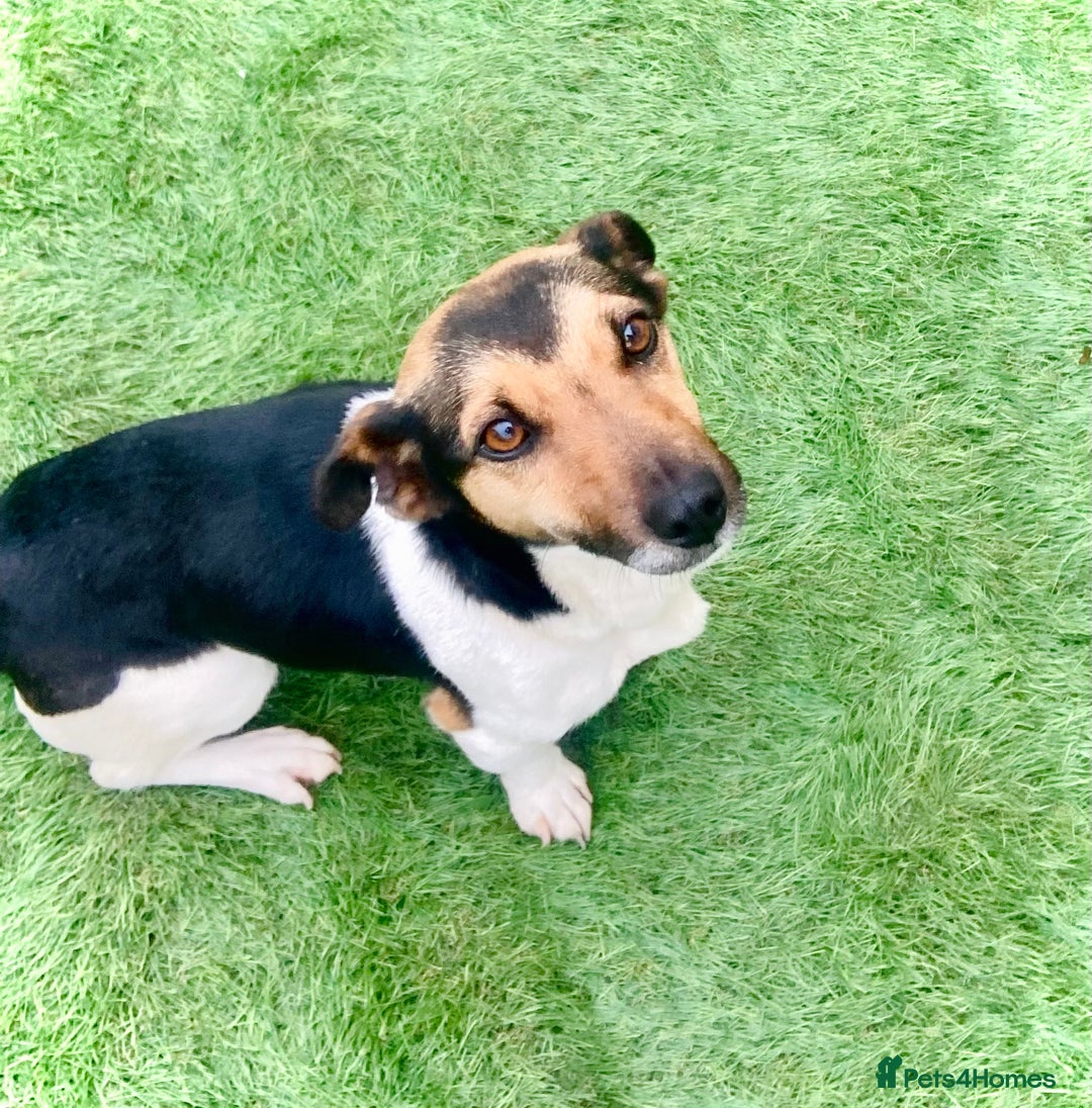 Mixed Breed dogs for sale: Mini Jackshund babies❣️Miniature dachshund x jack  - Advert 4