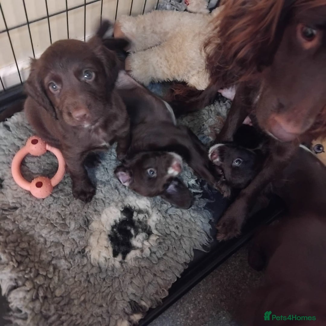 Sprocker dogs for sale: Sprockers  - Image 5