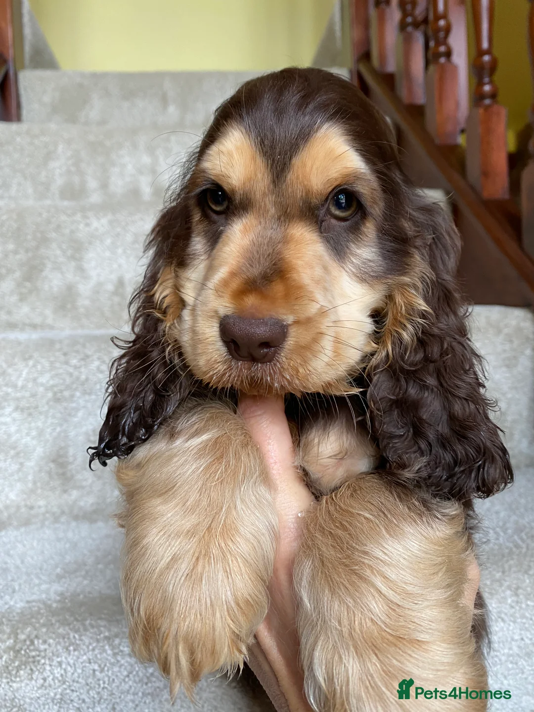 Cocker Spaniel dogs for stud: Stunning Proven Chocolate Sable for Stud in Doncaster - Advert 5