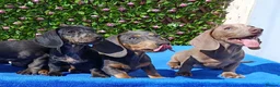 Dachshund dogs for sale: HUGO FULLY VAX  QUAILTY MINI KC Reg PRA CLEAR  - Advert 11